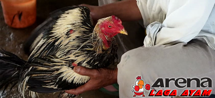 Cara Memandikan Ayam Bangkok