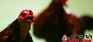 Rahasia Memerahkan Tubuh Ayam