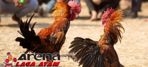 Suplemen Peningkat Stamina Ayam