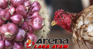 Manfaat Bawang Merah Bagi Ayam Bangkok