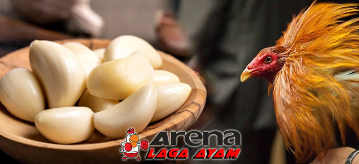 Manfaat Bawang Putih Bagi Ayam Bangkok