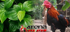 Manfaat Daun Sirih Bagi Ayam Bangkok