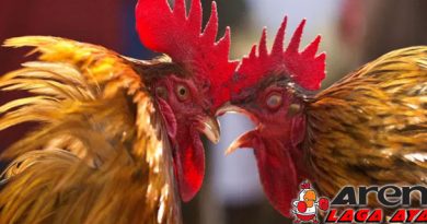 Pakan Penambah Kekuatan Ayam Bangkok