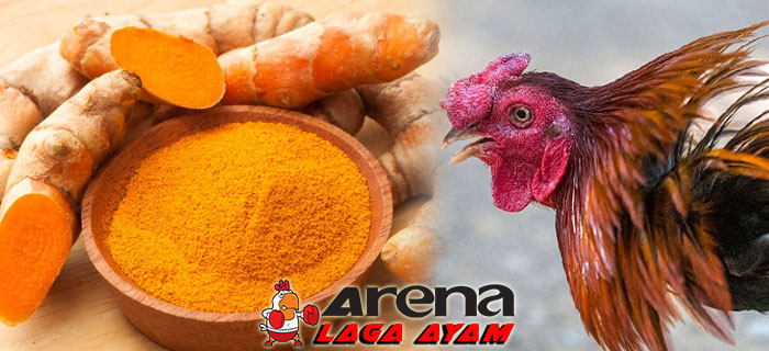 Pemberian Kunyit Dalam Perawatan Ayam Bangkok