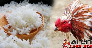 Pemberian Nasi Putih Untuk Ayam