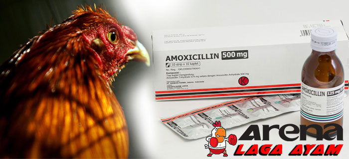 Manfaat Amoxicillin Bagi Ayam Bangkok