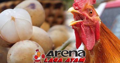 Manfaat Buah Duku Bagi Ayam Bangkok
