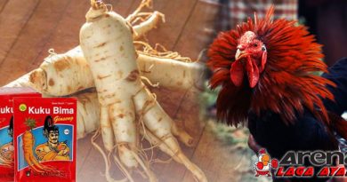 Manfaat Ginseng Bagi Ayam Bangkok