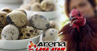Manfaat Telur Puyuh Bagi Ayam Bangkok