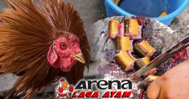 Pemberian Belut Bagi Ayam Bangkok