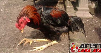 Mengobati Ayam Bangkok Kaki Pincang