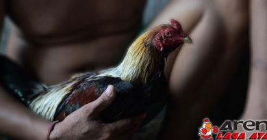 Tips Mengatasi Ayam Bangkok Stress