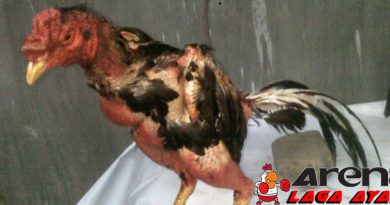 Cara Menumbuhkan Bulu Ayam Bangkok Rusak