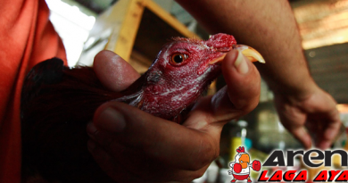 Hilangkan Memar Di Tubuh Ayam Bangkok