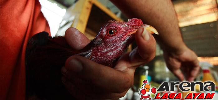 Hilangkan Memar Di Tubuh Ayam Bangkok