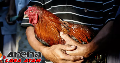 Mengatasi Ayam Bangkok Susah Tidur