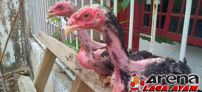 Perawatan Ayam Bangkok Mabung