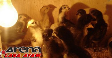 Perawatan Anak Ayam Bangkok Baru Menetas