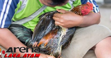 Tips Basmi Kutu Ayam Bangkok