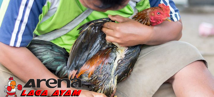 Tips Basmi Kutu Ayam Bangkok
