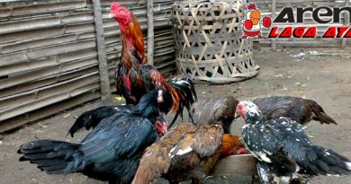 Ciri Induk Ayam Bangkok Berkualitas