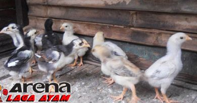 Pemberian Pakan Anak Ayam Bangkok