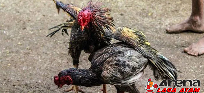 Jadikan Ayam Bangkok Liar Jinak