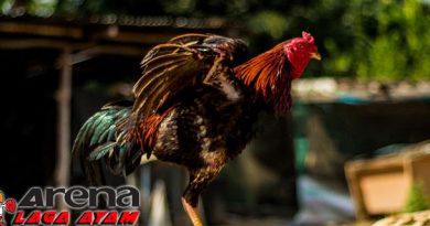 Perawatan Musim Panas Bagi Ayam Bangkok