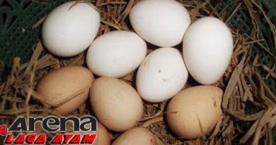 Tips Menentukan Telur Ayam Bangkok